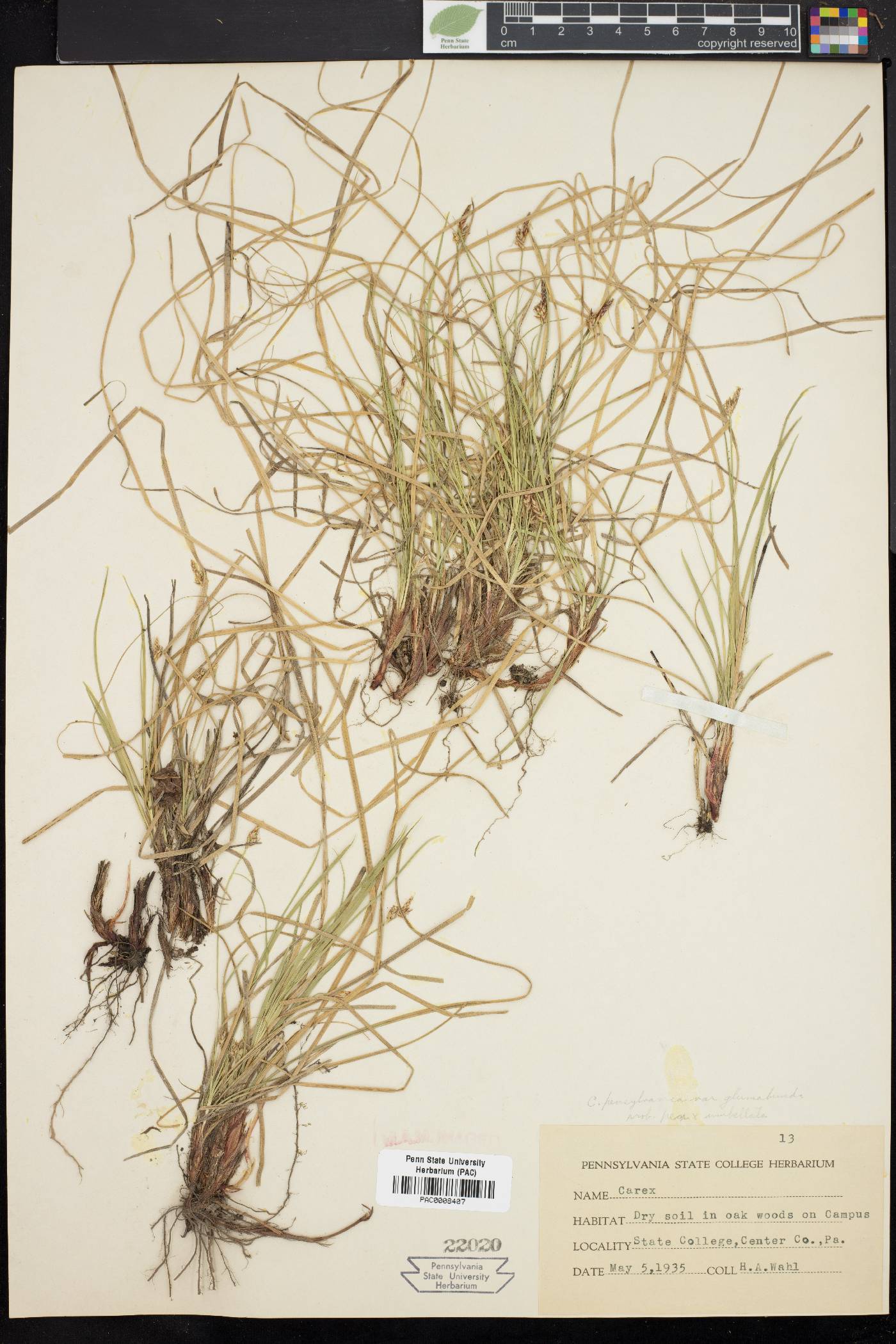 Carex pensylvanica var. glumabunda image