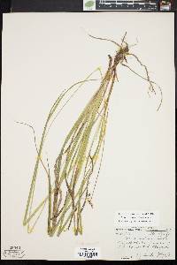 Carex castanea image