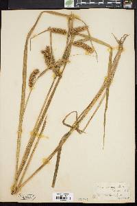 Carex comosa image