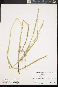 Carex trichocarpa image