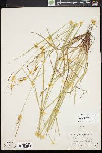 Carex venusta image