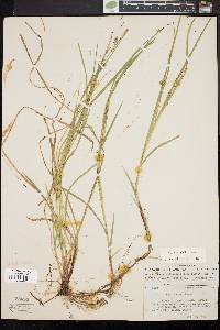 Carex woodii image