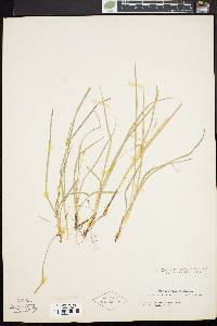 Carex willdenowii image