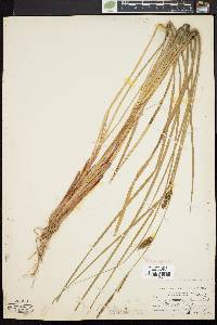 Carex walteriana image