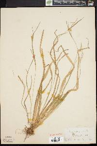 Carex laxiculmis image