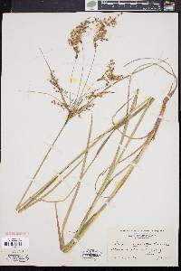 Scirpus atrocinctus image