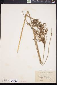 Scirpus atrocinctus image