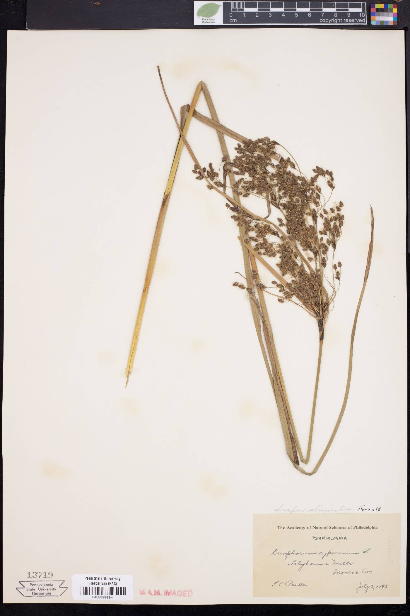 Scirpus atrocinctus image