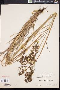 Scirpus atrocinctus image