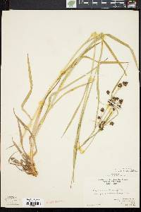 Scirpus hattorianus image