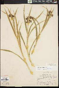 Scirpus hattorianus image