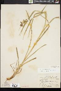 Scirpus hattorianus image