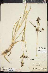 Scirpus hattorianus image