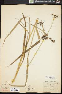 Scirpus hattorianus image