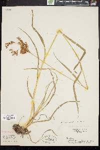 Scirpus pendulus image