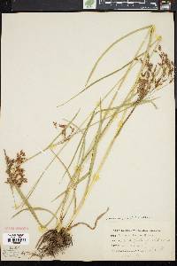 Scirpus pendulus image