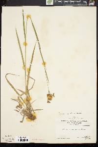 Scirpus pendulus image