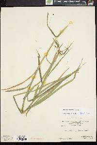 Scirpus polyphyllus image