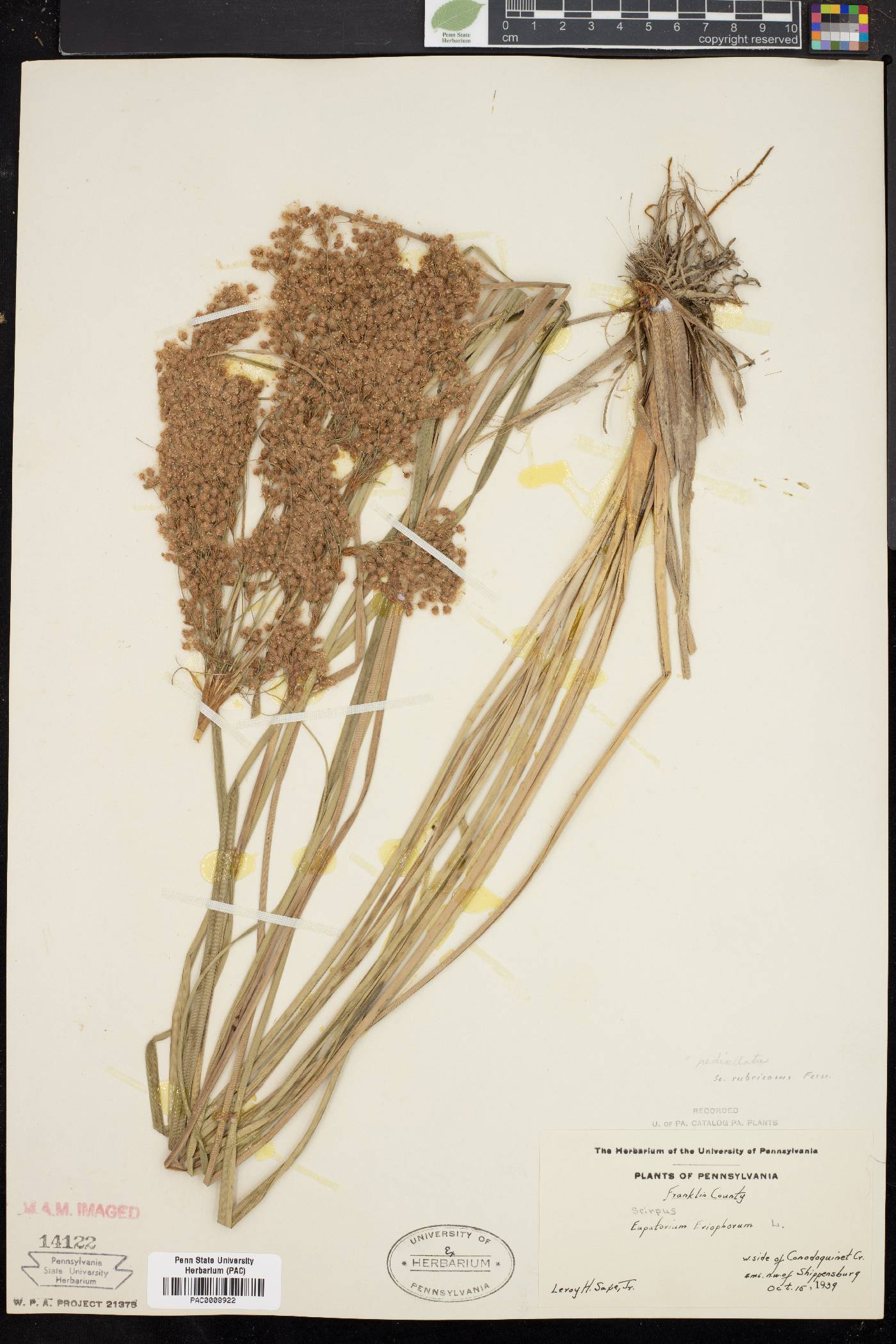 Scirpus rubricosus image