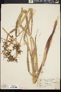 Scirpus microcarpus image