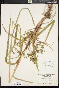 Scirpus microcarpus image