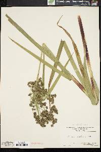 Scirpus microcarpus image