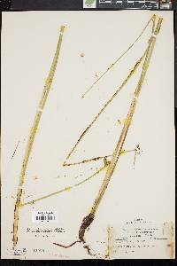 Schoenoplectus torreyi image