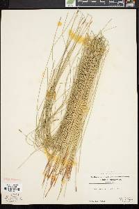 Eleocharis erythropoda image