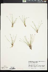 Eleocharis olivacea image