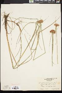 Eriophorum virginicum image