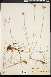 Eriophorum virginicum image