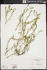 Elodea canadensis image