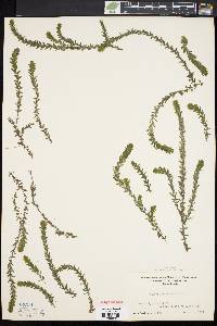 Elodea canadensis image