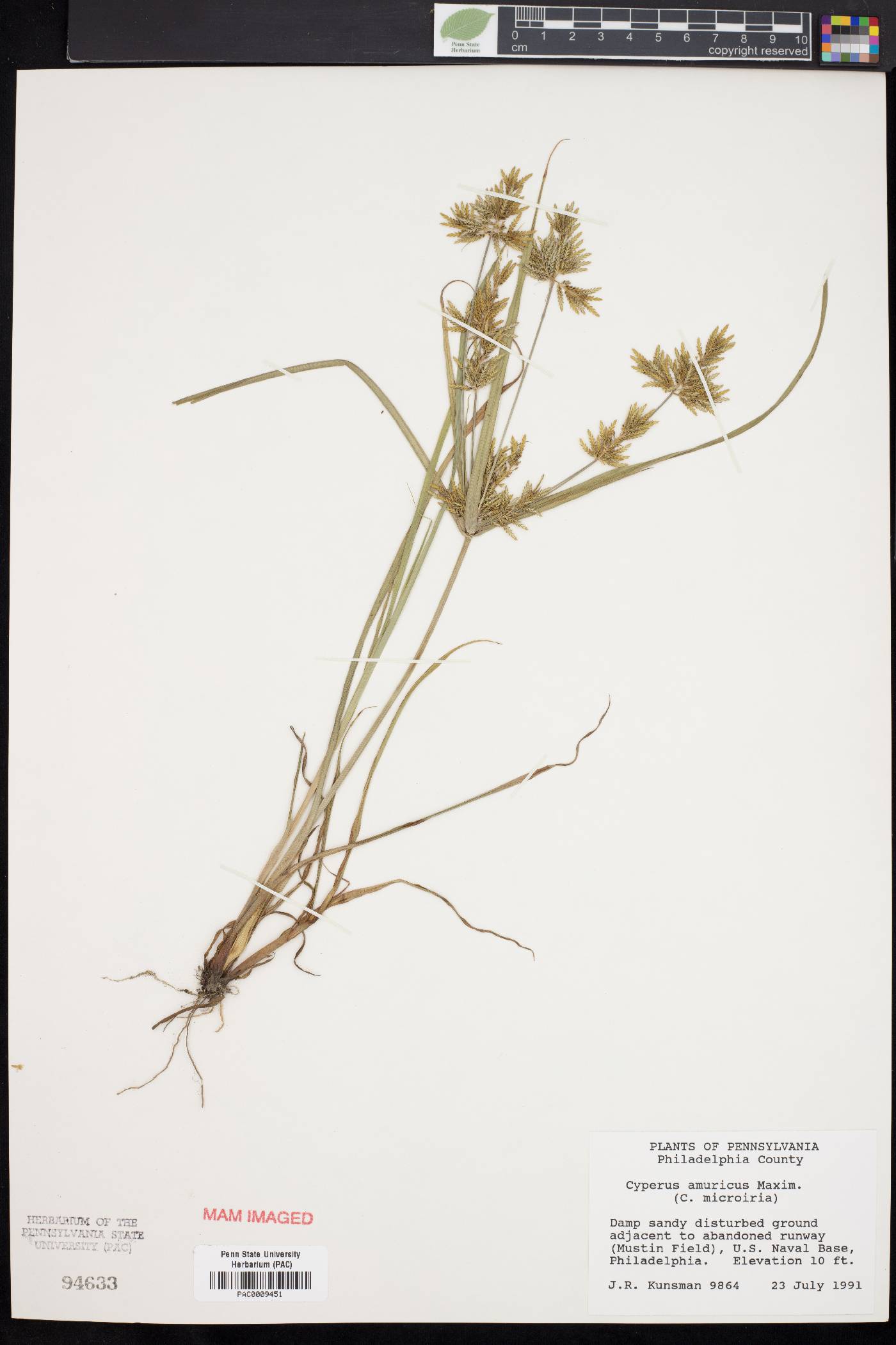 Cyperus amuricus image