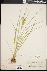 Cyperus dentatus image