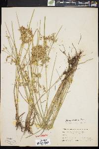 Cyperus dentatus image