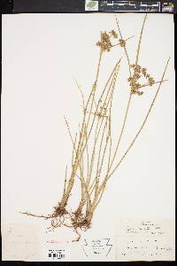 Cyperus dentatus image