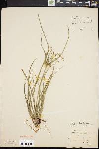 Cyperus dentatus image