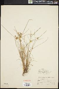 Cyperus flavescens image