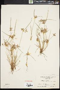 Cyperus flavescens image