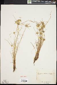 Cyperus flavescens image