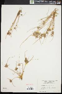 Cyperus bipartitus image