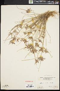 Cyperus bipartitus image