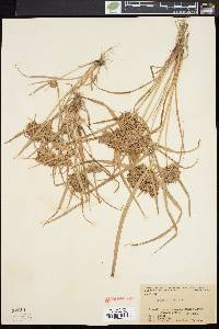 Cyperus ferax image