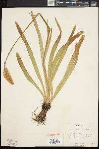 Amianthium muscitoxicum image