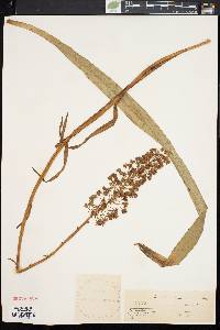 Amianthium muscitoxicum image