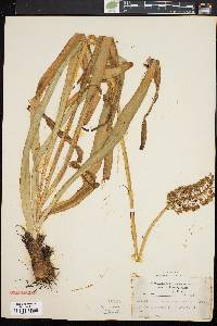 Amianthium muscitoxicum image