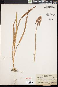 Amianthium muscitoxicum image