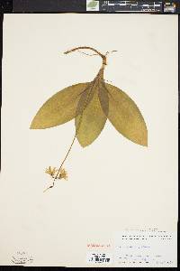 Clintonia borealis image