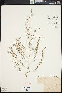 Asparagus officinalis image